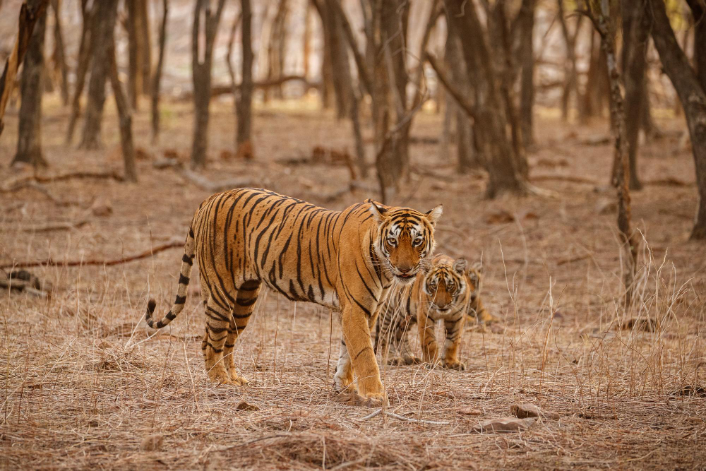 Ranthambore