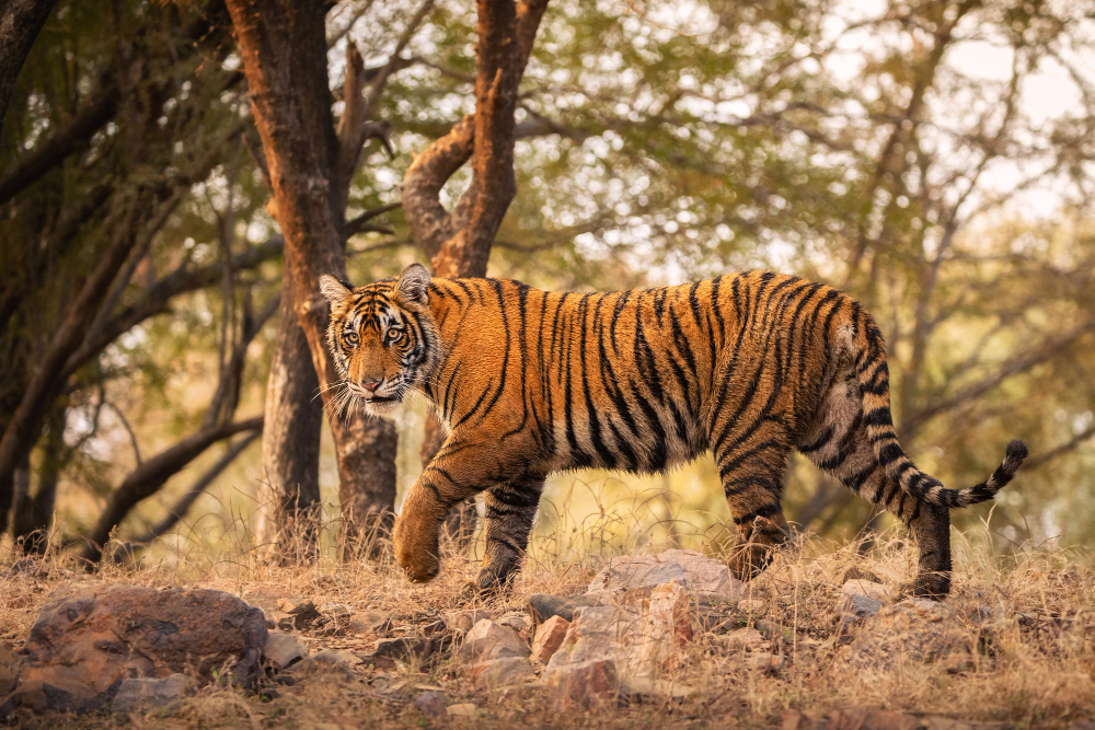 Bandhavgarh Tiger