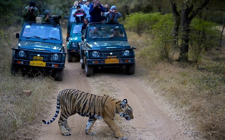 Wildlife-photography