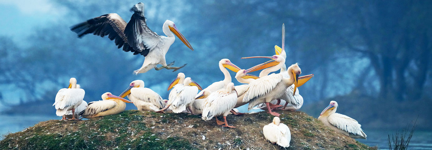 bharatpur-bird